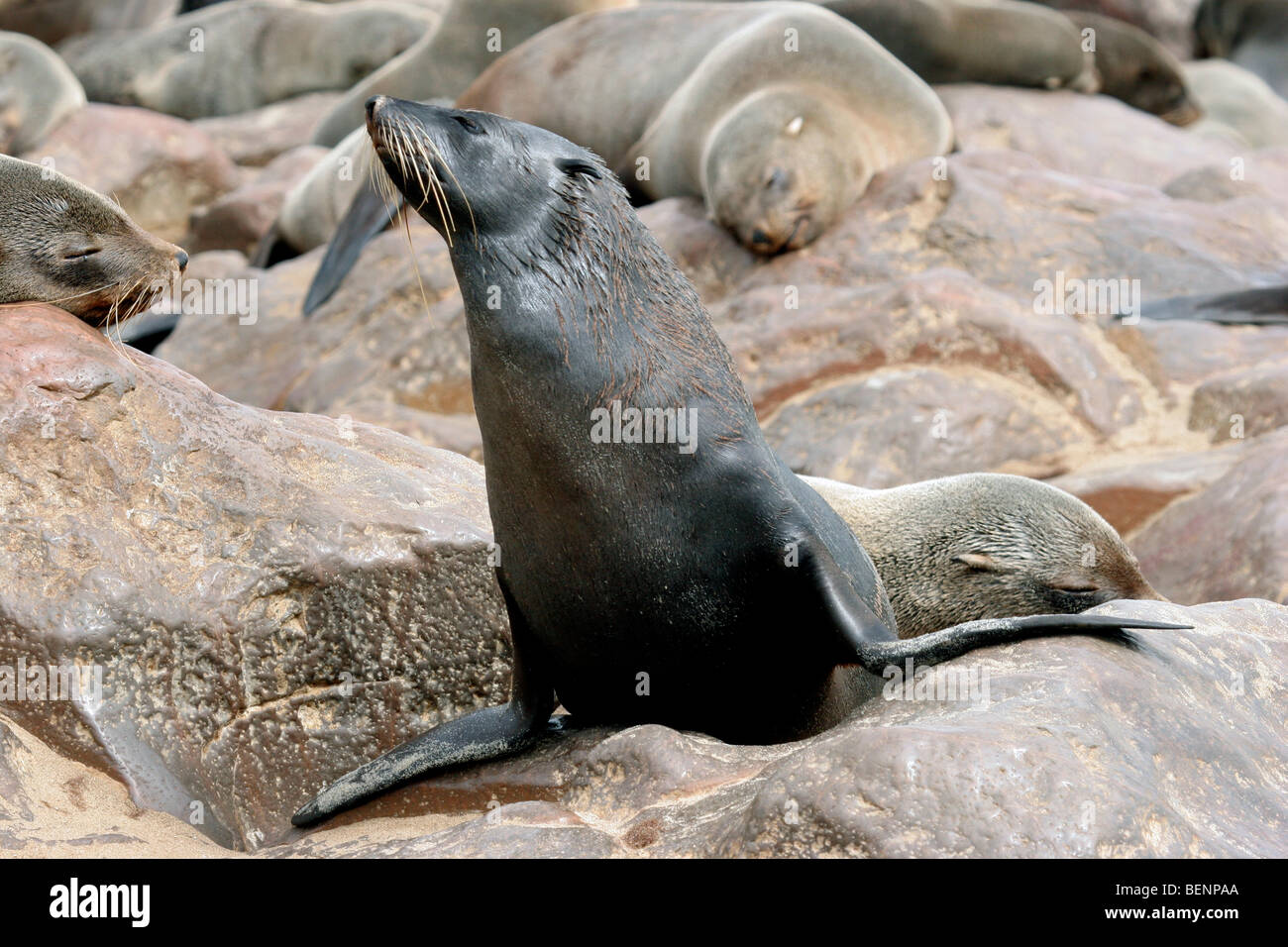 Braune Seebär (Arctocephalus percivali percivali) auf Felsen im Cape Seebär Kolonie, Cape Cross, Namibia, Südafrika Stockfoto