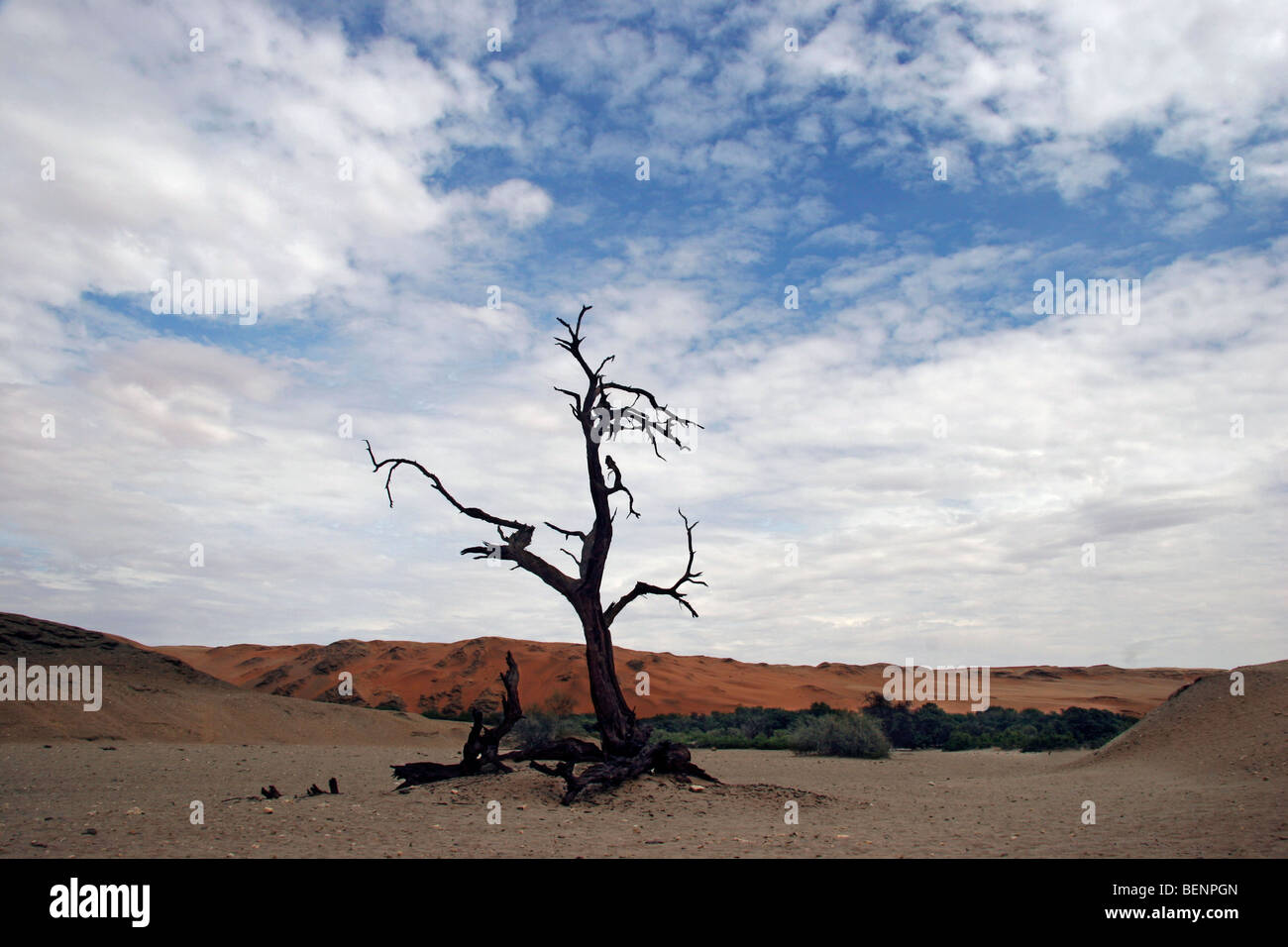Toter Baum in Namib-Wüste, Namibia, Südafrika Stockfoto