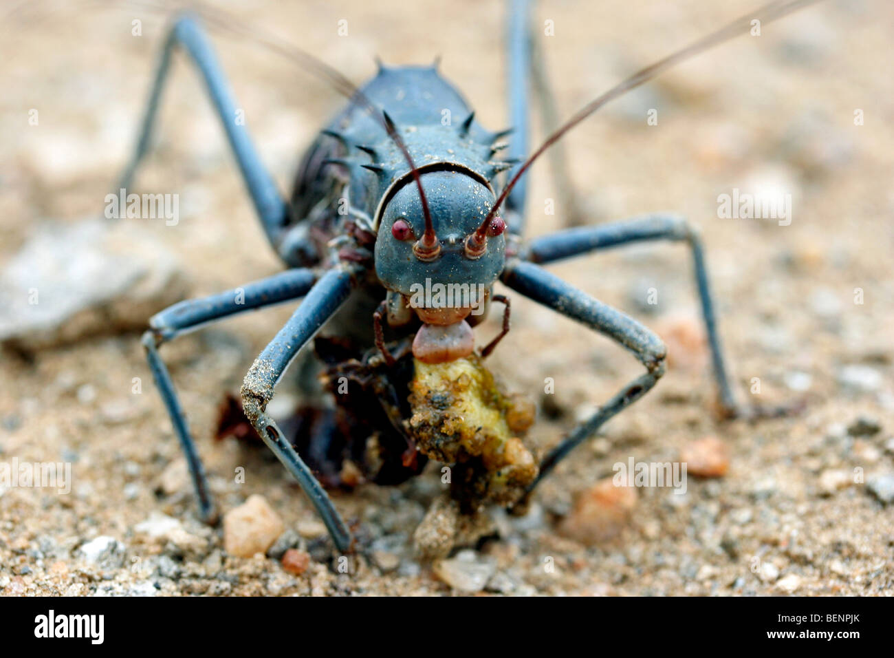 Gepanzerte Boden Cricket / gepanzerte Bush Cricket (Acanthoplus Discoidalis) Essen Beute, Namibia, Südafrika Stockfoto