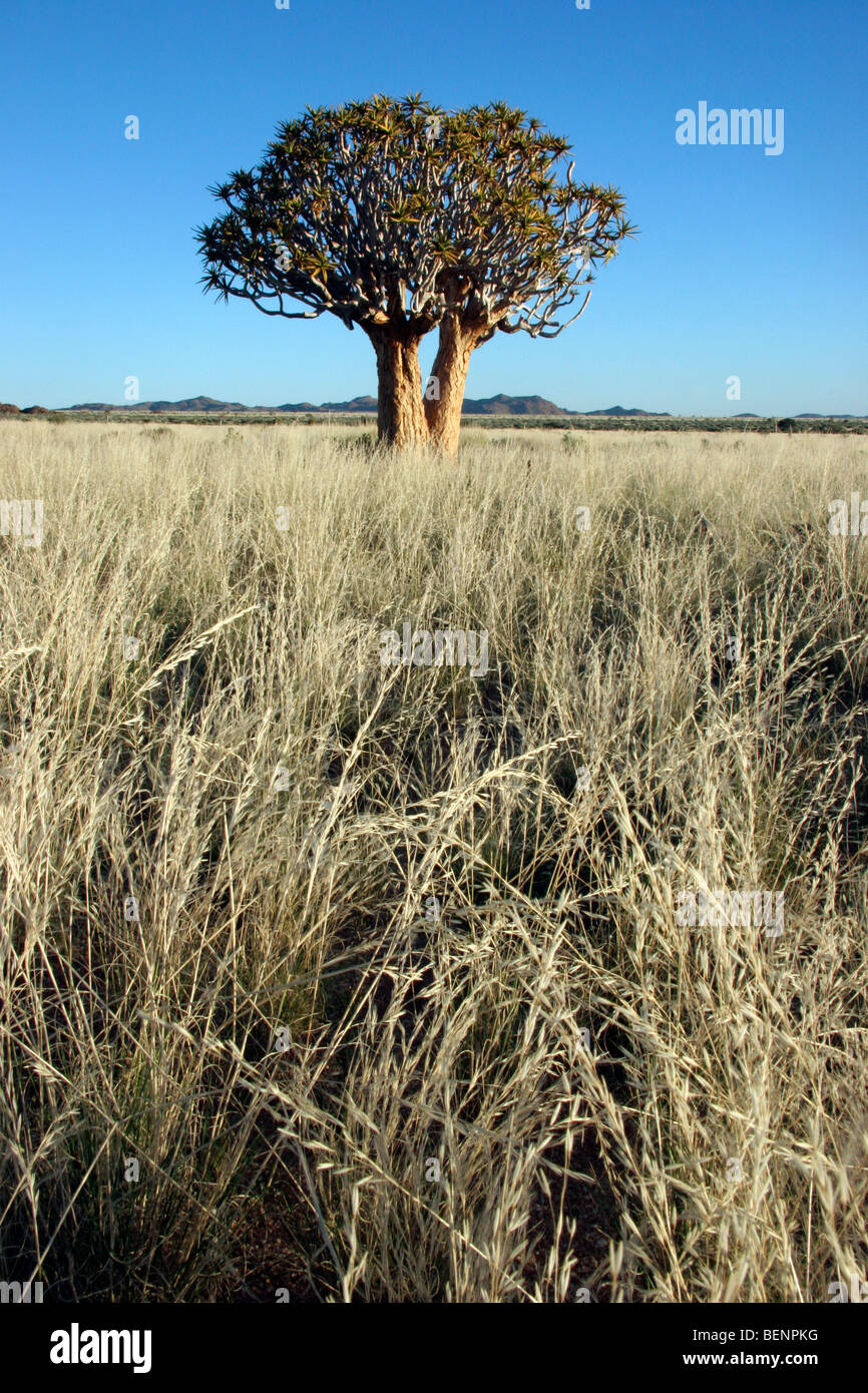Köcherbaum / Kokerboom (Aloe Dichotoma), Namibia, Südafrika Stockfoto