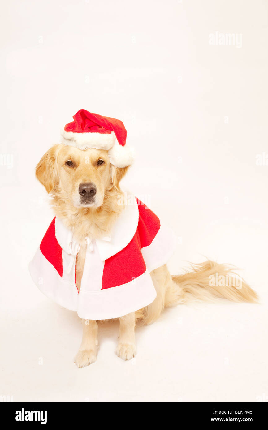 Niedlichen Hund sitzen und tragen eine Weihnachtsmütze Stockfoto