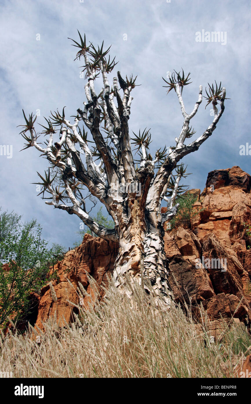 Köcherbaum / Kokerboom (Aloe Dichotoma) in Namib Naukluft, Namibia, Südafrika Stockfoto