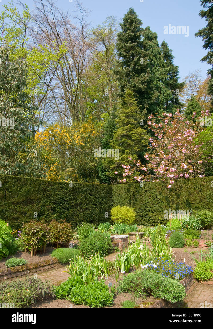 formaler Garten Ziegel Pfade Cherry Blossom Pfingstrosen Alliums Lithodora [Newby Hall] Ripon [North Yorkshire] Stockfoto