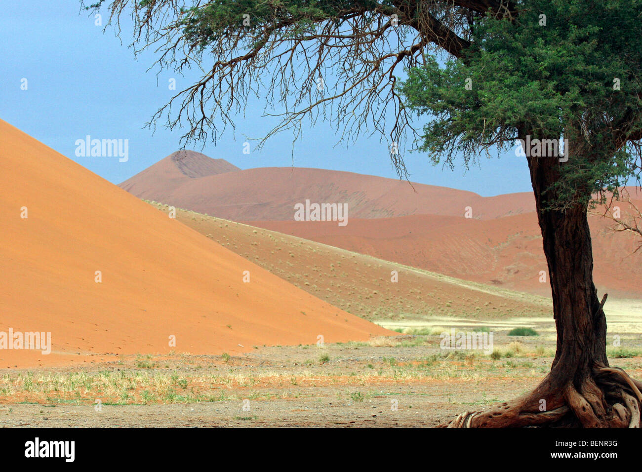 Roten Sanddünen und Camelthorn Baum in Sossusvlei, Namib-Wüste, Namibia, Südafrika Stockfoto