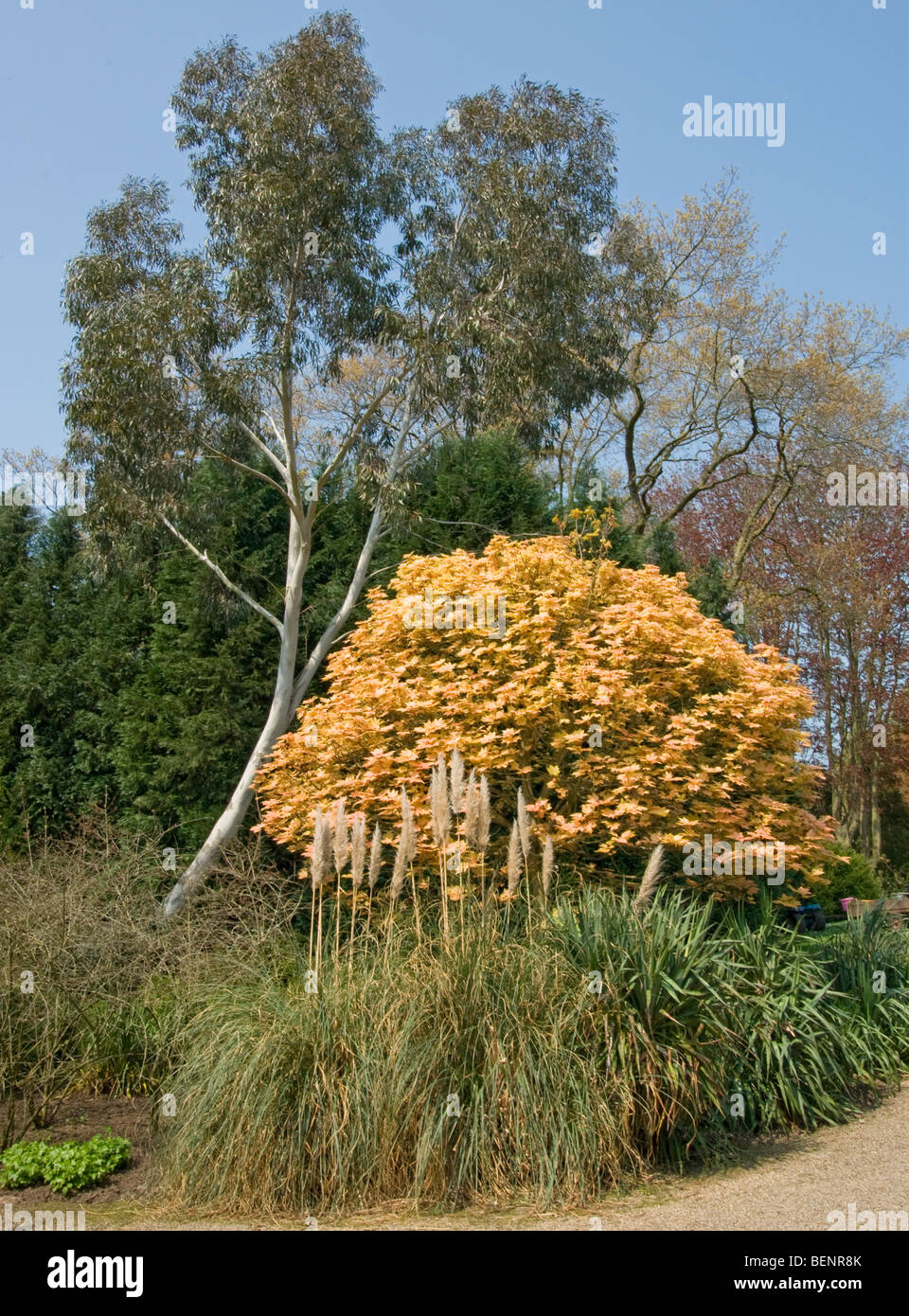 Pampagras acer Eukalyptus [Newby Hall] Ripon [North Yorkshire] Stockfoto