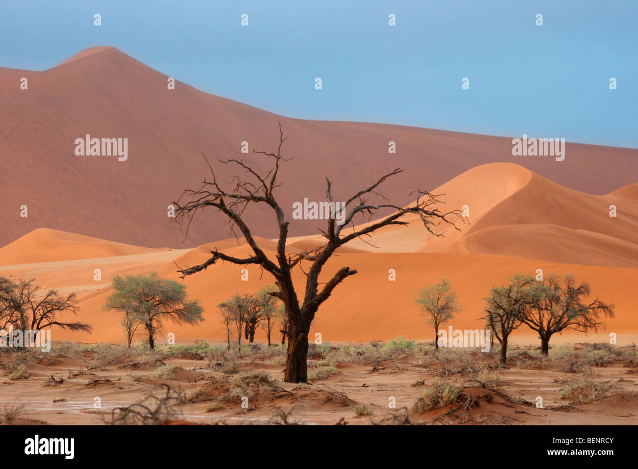 Sanddünen und Camelthorn Bäume (Acacia Erioloba) in Sossusvlei / Sossus Vlei in der Namib-Wüste, Namibia, Südafrika Stockfoto