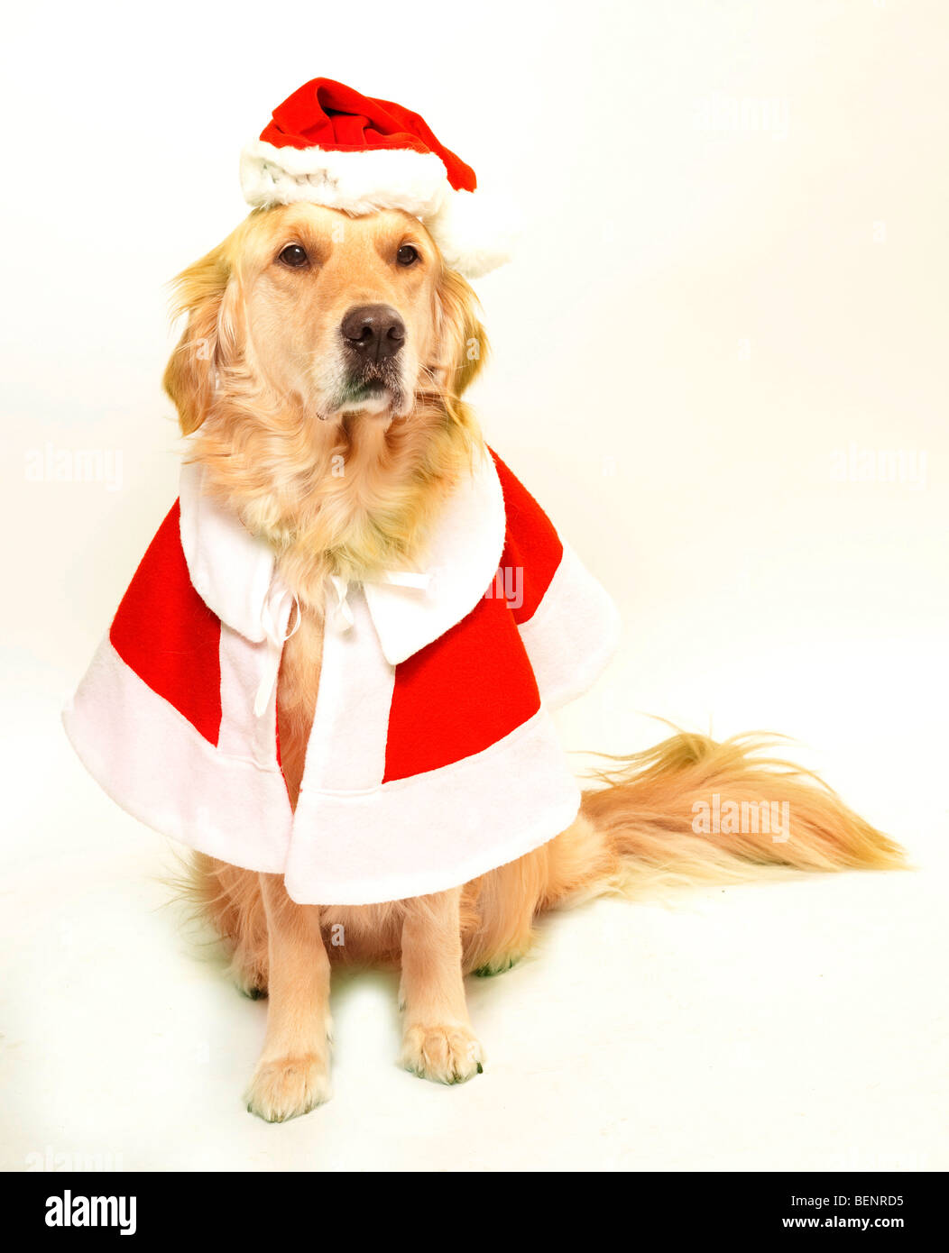 Golden Retriever Hund trägt eine rote Weihnachtsmütze und Cape, Stockfoto
