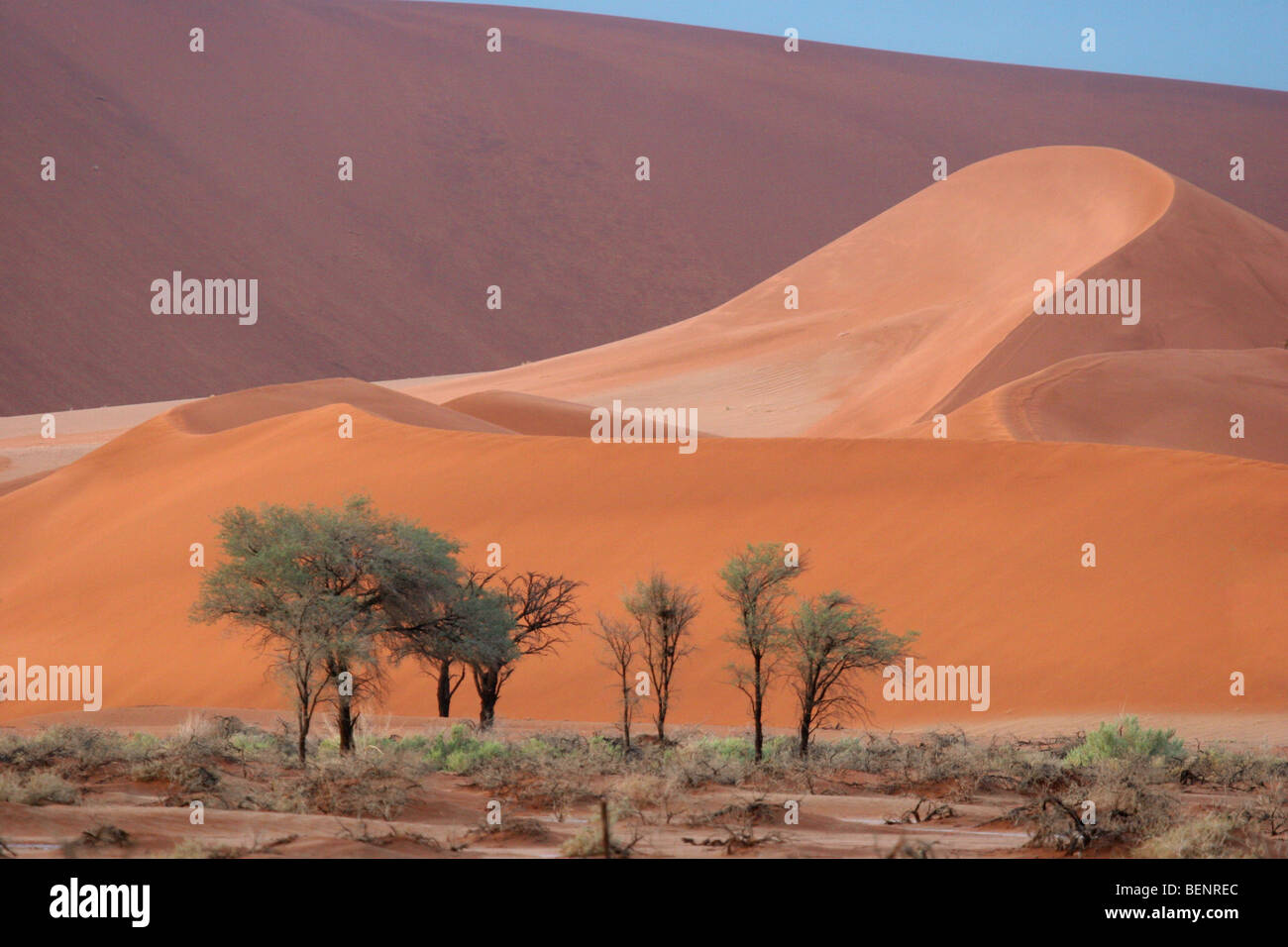Sanddünen und Camelthorn Bäume (Acacia Erioloba) in Sossusvlei / Sossus Vlei in der Namib-Wüste, Namibia, Südafrika Stockfoto