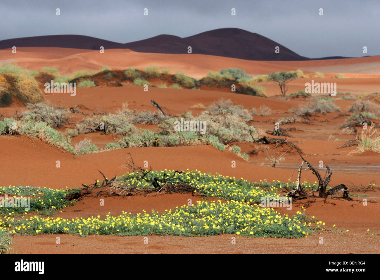 Sanddünen und des Teufels Thorn Unkraut Blumen (Tribulus Zeyheri) in Sossusvlei, Namib-Wüste, Namibia, Südafrika Stockfoto