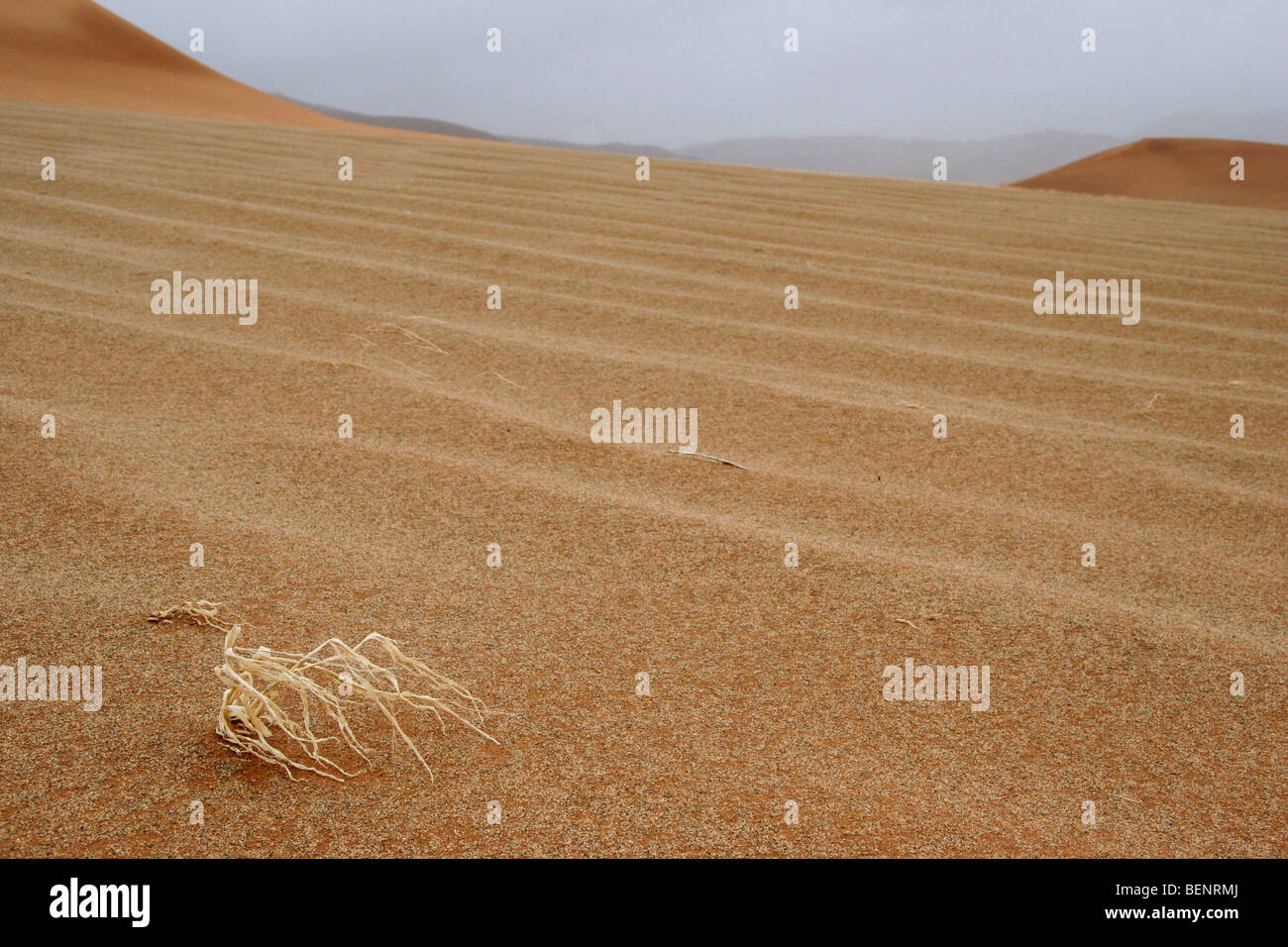 Verwelkte Pflanzen auf Sanddüne in der trockenen Wüste Namib, Namibia, Südafrika Stockfoto