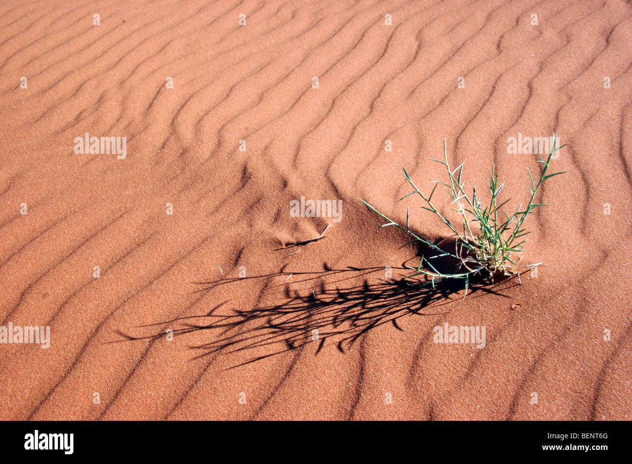 Sand, Wellen und Pflanze auf Sanddüne in der trockenen Wüste Namib, Namibia, Südafrika Stockfoto