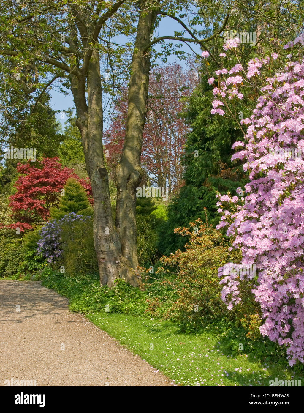 Azaleen acern [Newby Hall] Ripon [North Yorkshire] Stockfoto