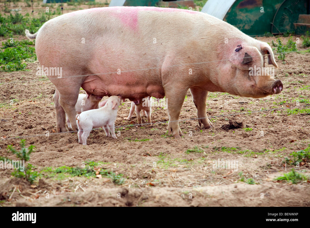 Outdoor-Freilandhaltung Schweinefarm, Hollesley, Suffolk, England Stockfoto
