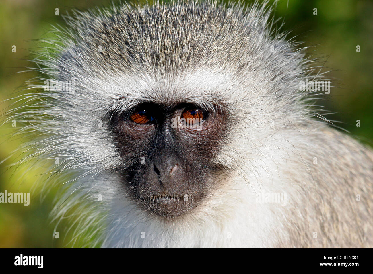 Vervet Affen / Blouaap (grüne Aethiops) schließen, Krüger Nationalpark, Südafrika Stockfoto