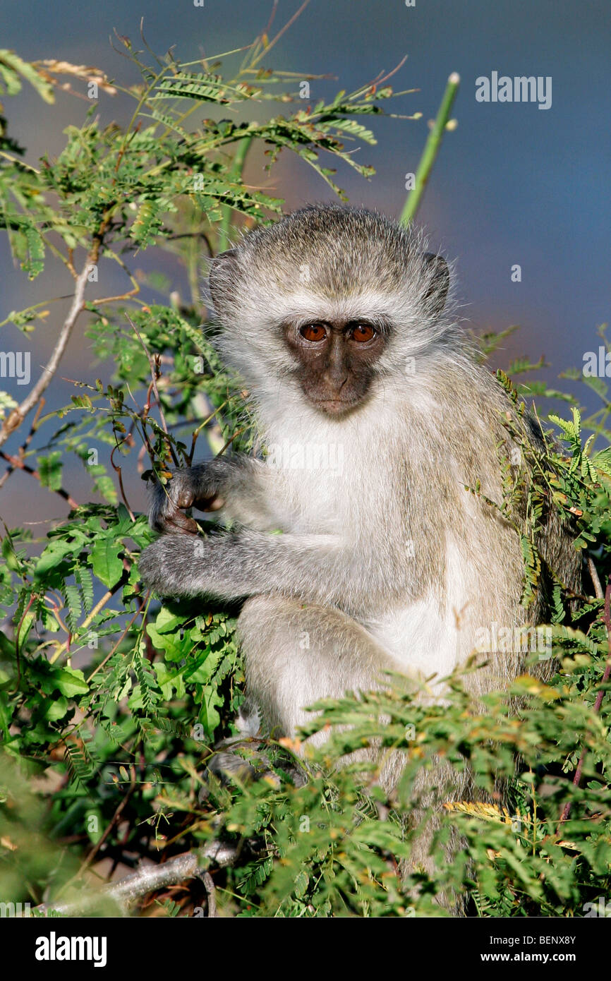 Vervet Affen / Blouaap (grüne Aethiops) im Walde, Krüger Nationalpark, Südafrika Stockfoto