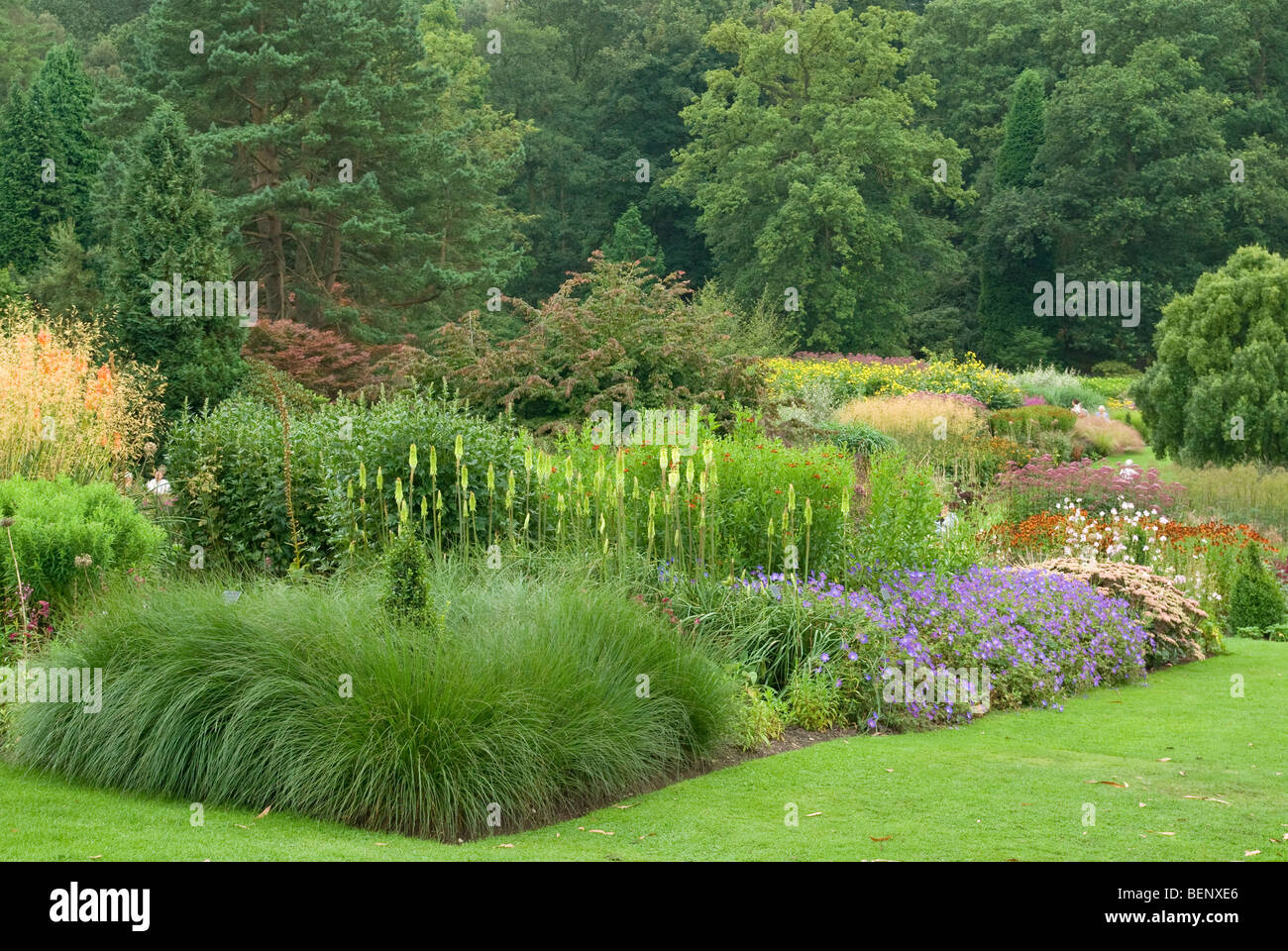 mehrjährige Gräser Koniferen säumen RHS [Harlow Carr] Gärten Harrogate Stockfoto