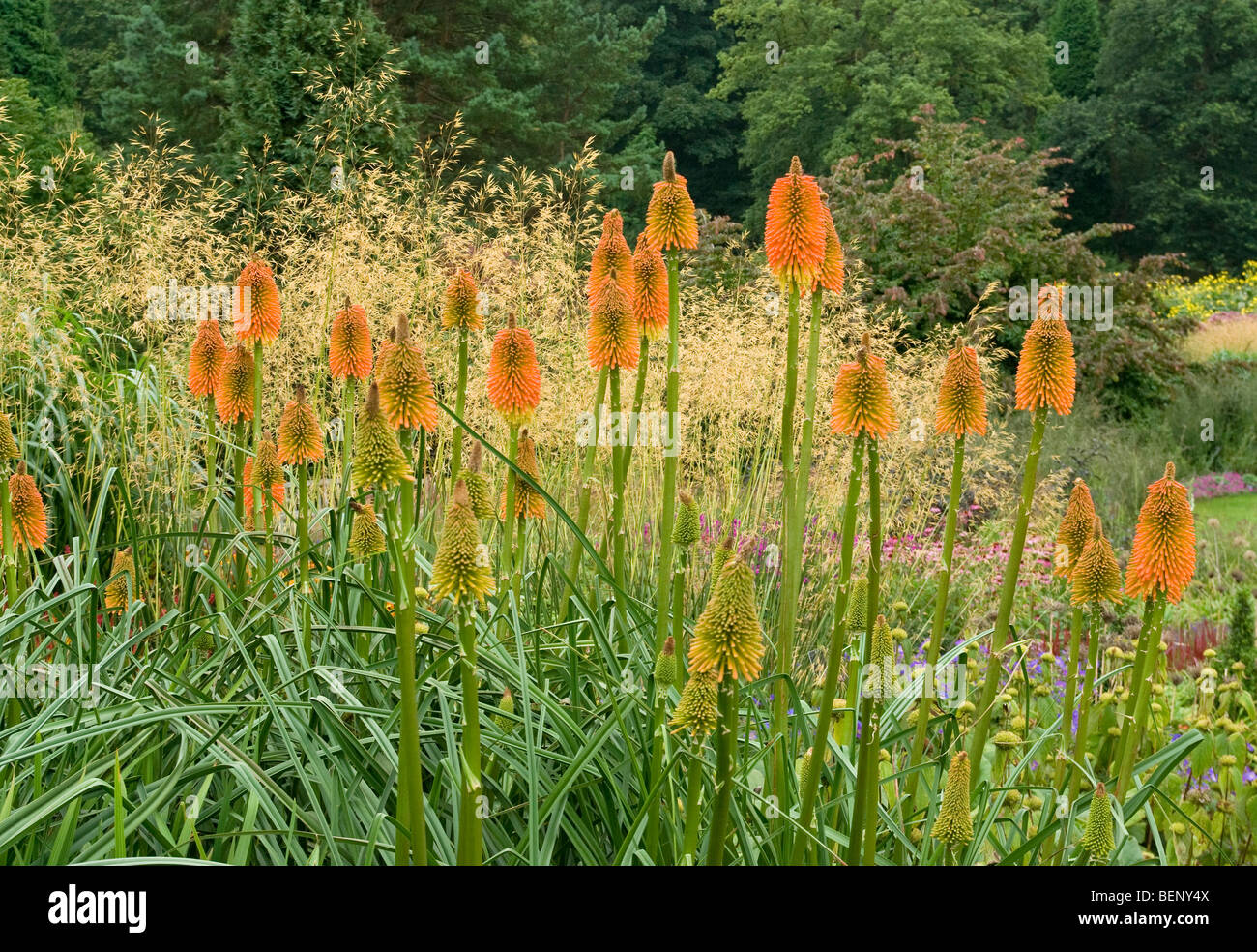 Kniphofia Descampsia Caespitosa RHS [Harlow Carr] Gärten Harrogate Stockfoto