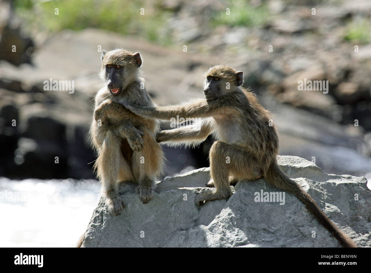 Zwei verspielte Chacma Paviane (Papio Ursinus) spielen auf Felsen in der Nähe von River, Krüger Nationalpark, Südafrika Stockfoto