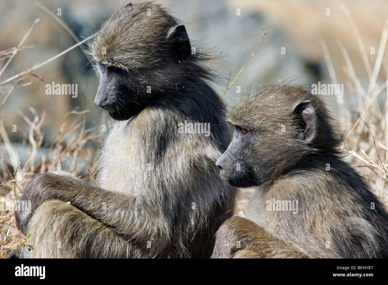 Zwei Chacma Paviane (Papio Ursinus) sitzen in den Busch, Krüger Nationalpark, Südafrika Stockfoto