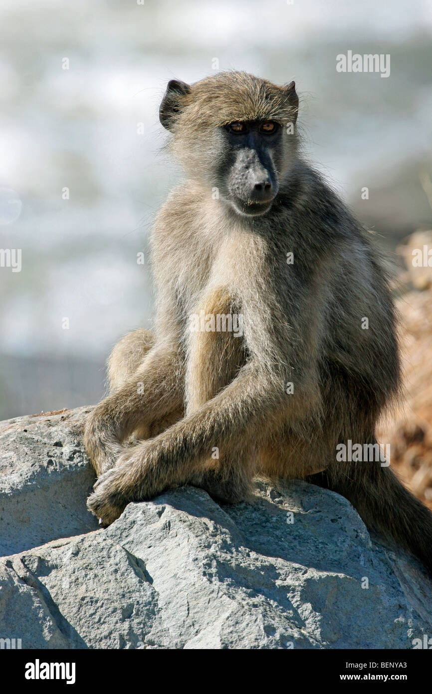 Chacma Pavian (Papio Ursinus) sitzt auf Felsen in der Nähe von River, Krüger Nationalpark, Südafrika Stockfoto