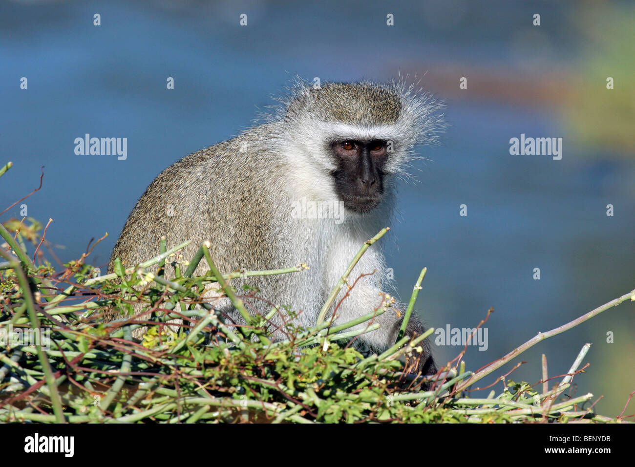 Vervet Affen / Blouaap (grüne Aethiops) im Baum, Krüger Nationalpark, Südafrika Stockfoto