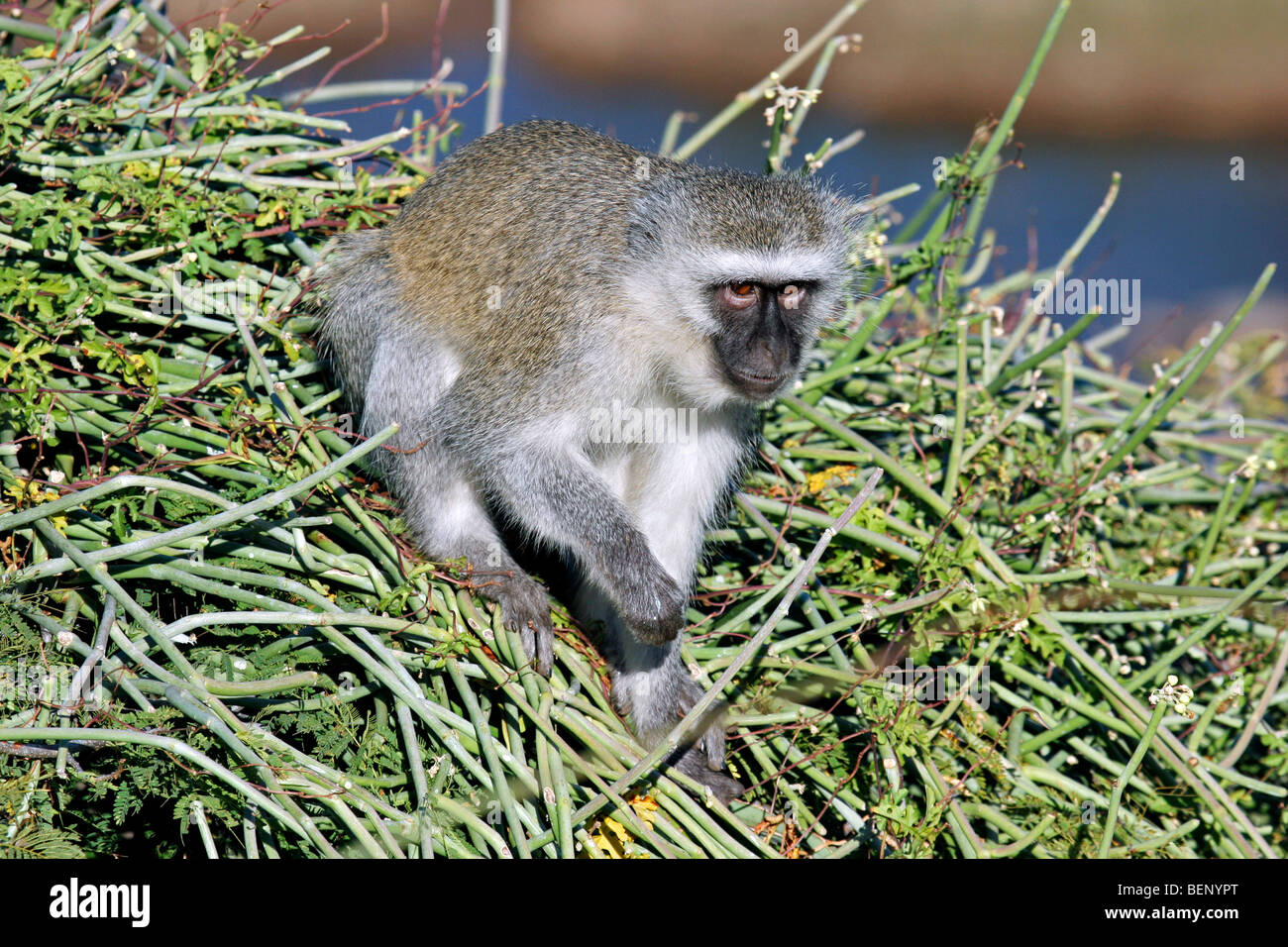 Vervet Affen / Blouaap (grüne Aethiops) im Baum, Krüger Nationalpark, Südafrika Stockfoto