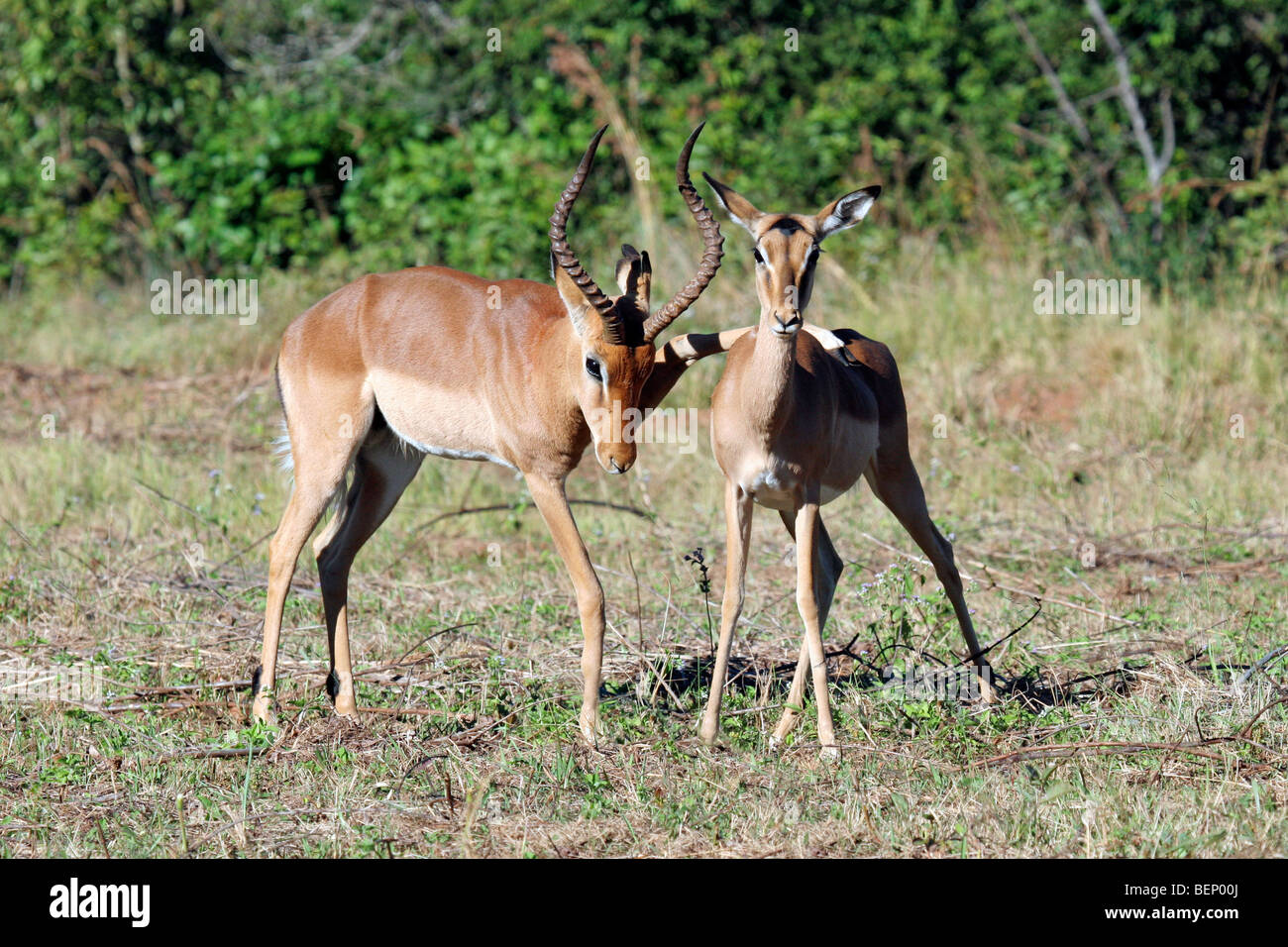 Männlich, Inverkehrbringen Bein Rückseite weibliche Impala (Aepyceros Melampus) bereit zur Paarung, Mlilwane Nationalpark, Swasiland, Südafrika Stockfoto