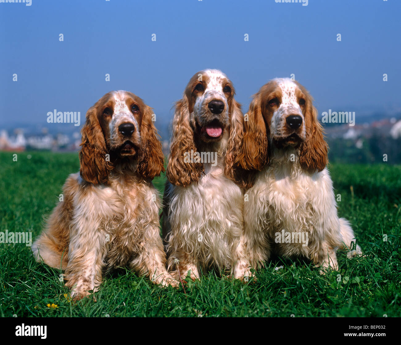 Stammbaum Cocker spaniels Stockfoto