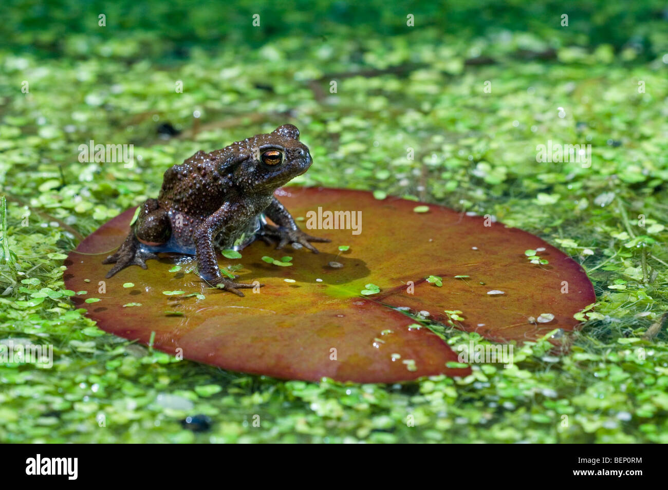 Toad Lily Pad Stockfotos und bilder Kaufen Alamy