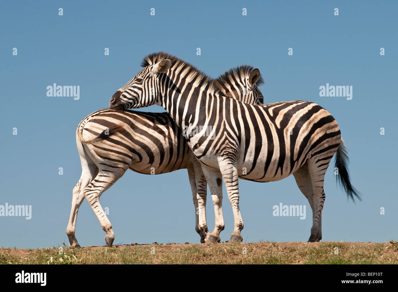 Zwei Zebras in Tala Game Reserve in der Nähe von Durban in Südafrika Stockfoto
