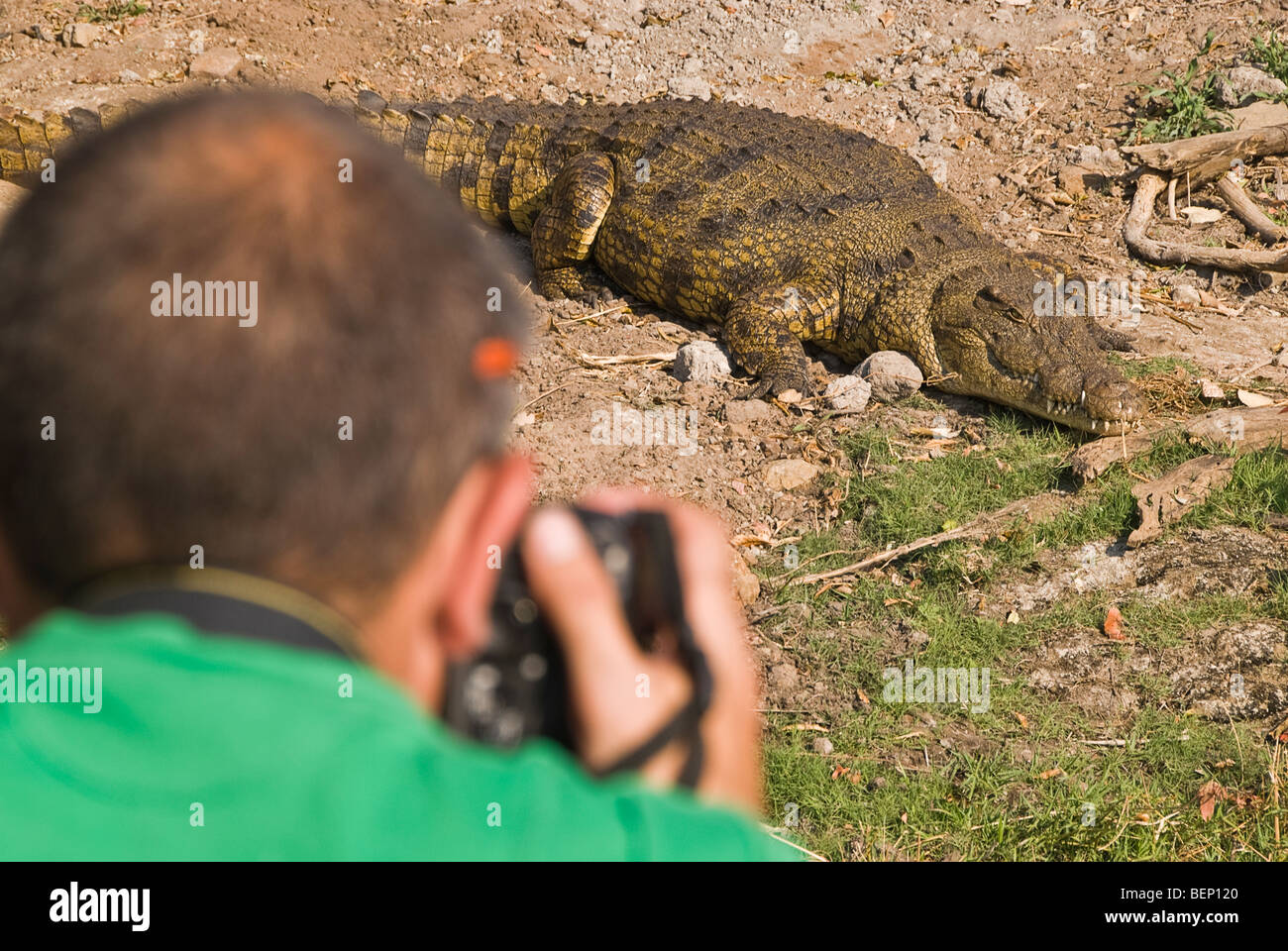 Mann ein Krokodil von einem Boot auf dem Chobe Fluss zu fotografieren. Chobe Nationalpark, Botswana, Afrika. Stockfoto