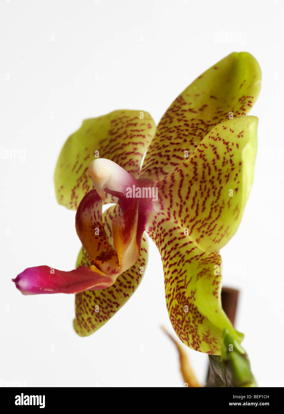 Phalaenopsis Moth Orchidee Blume gesetzt vor weißem Hintergrund im Winter Stockfoto