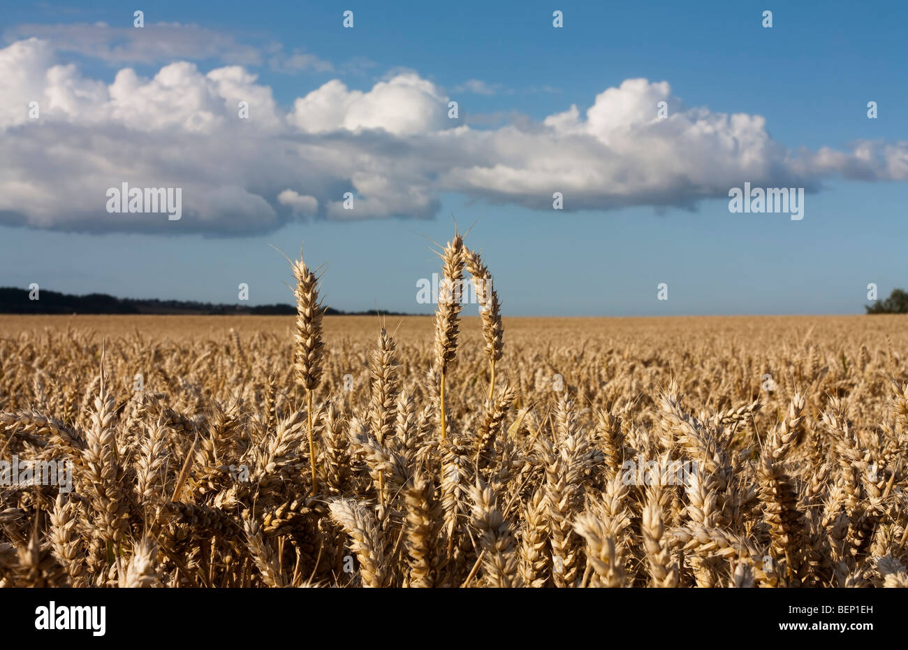 Differenzielle Fokus von niedrigen Sicht von ein paar Stiele der Weizen stehend um Längen besser als die Masse. Stockfoto
