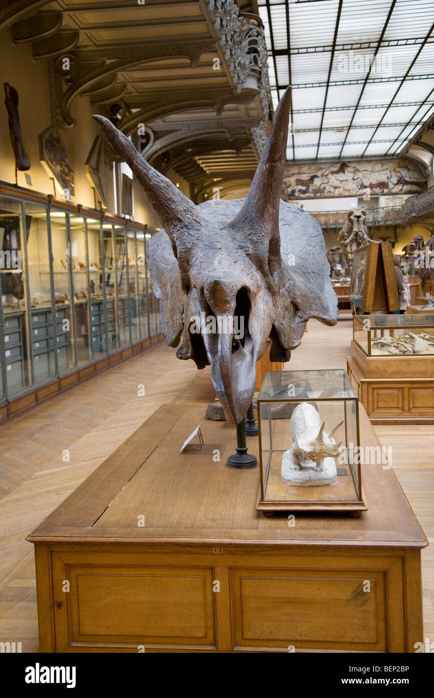 Triceratops Schädel in der Galerie der Paläontologie und vergleichende Anatomie im Natural History Museum in Paris, Frankreich Stockfoto