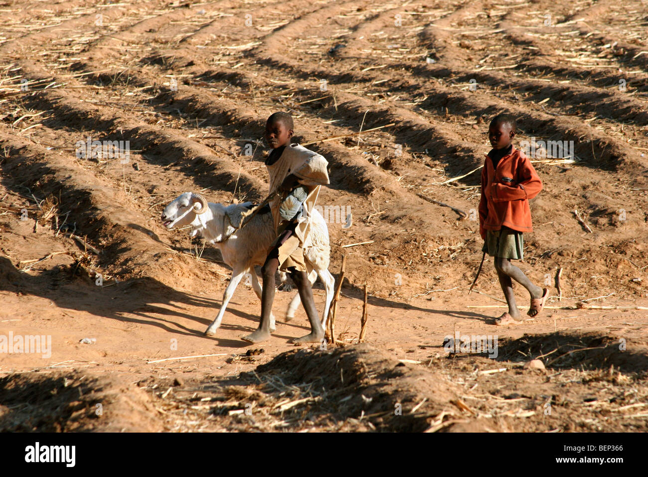 Zwei Dogon Kinder Wandern mit Ziege (Capra Hircus) in der Sahelzone, Mali, Westafrika Stockfoto
