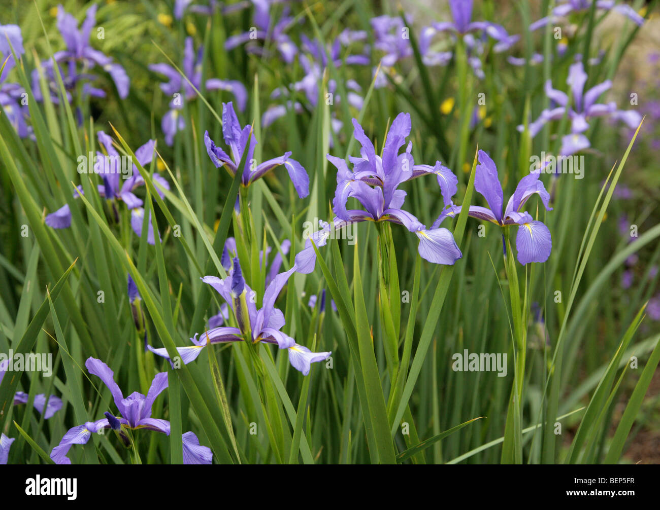 Blaue Iris, Iris Spuria Subspecies Notha, Iridaceae, Nord-Kaukasus. Stockfoto