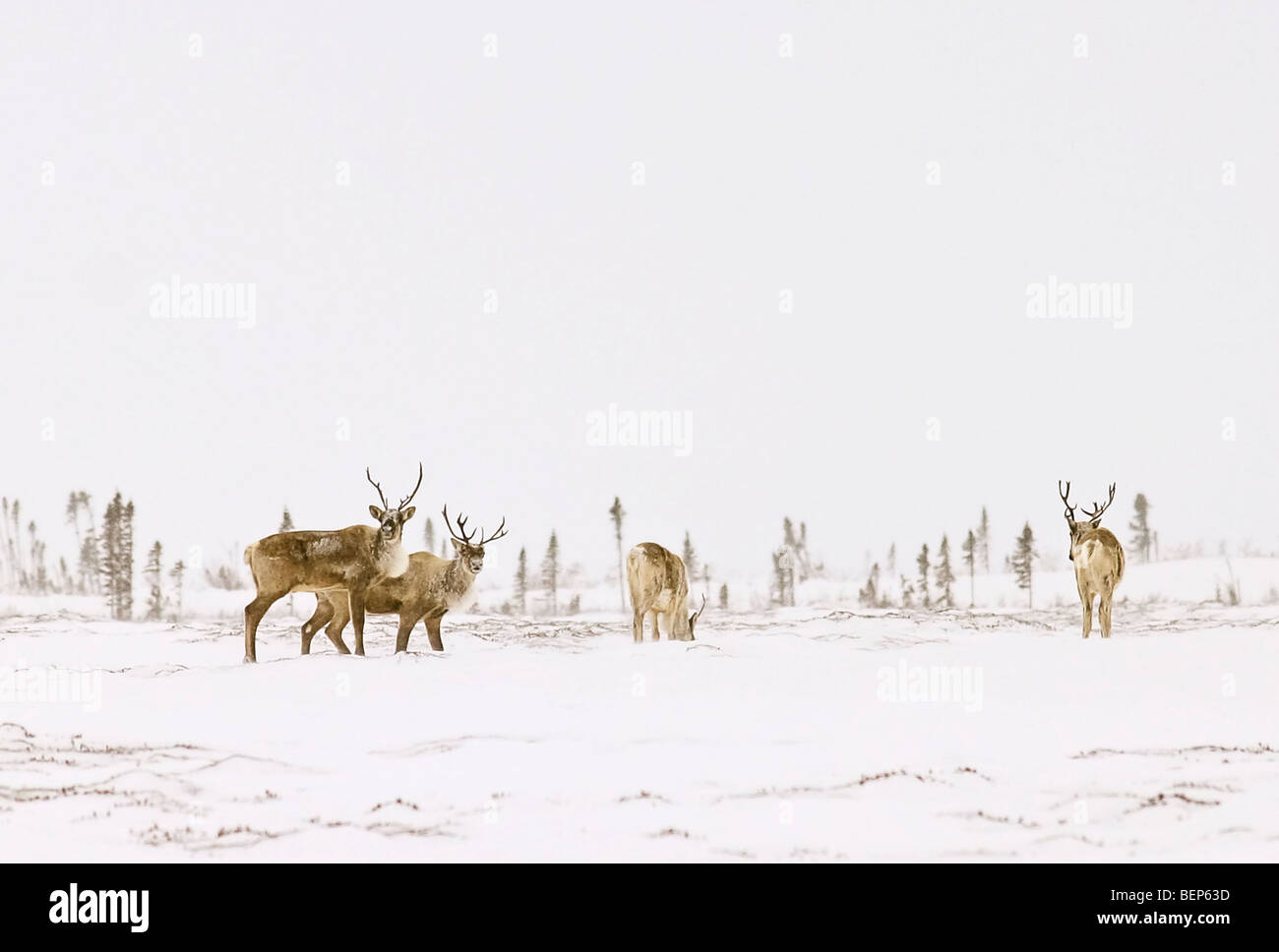 Caribou in Tundra bei leichtem Schneefall, der die Szene macht sehen aus wie ein Aquarell. Stockfoto