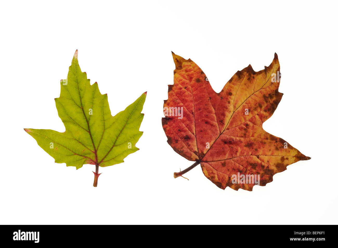 Mapleleaf Viburnum / Maple-leaved Viburnum / Dockmackie Blätter in Herbstfärbung, in Nordamerika heimisch Stockfoto