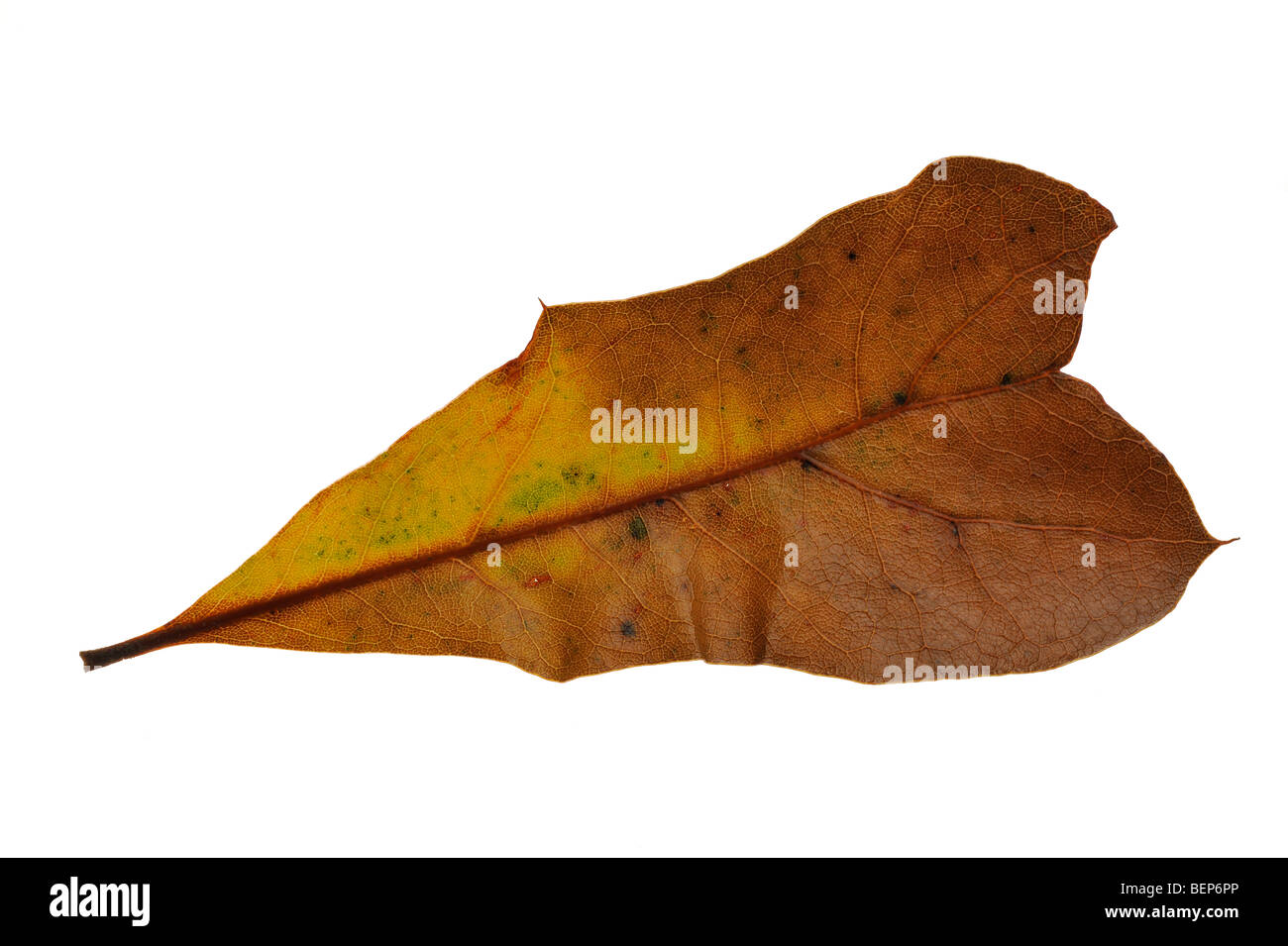 Wasser-Eiche (Quercus Nigra) Blatt in herbstlichen Farben, die in Nordamerika beheimatet Stockfoto