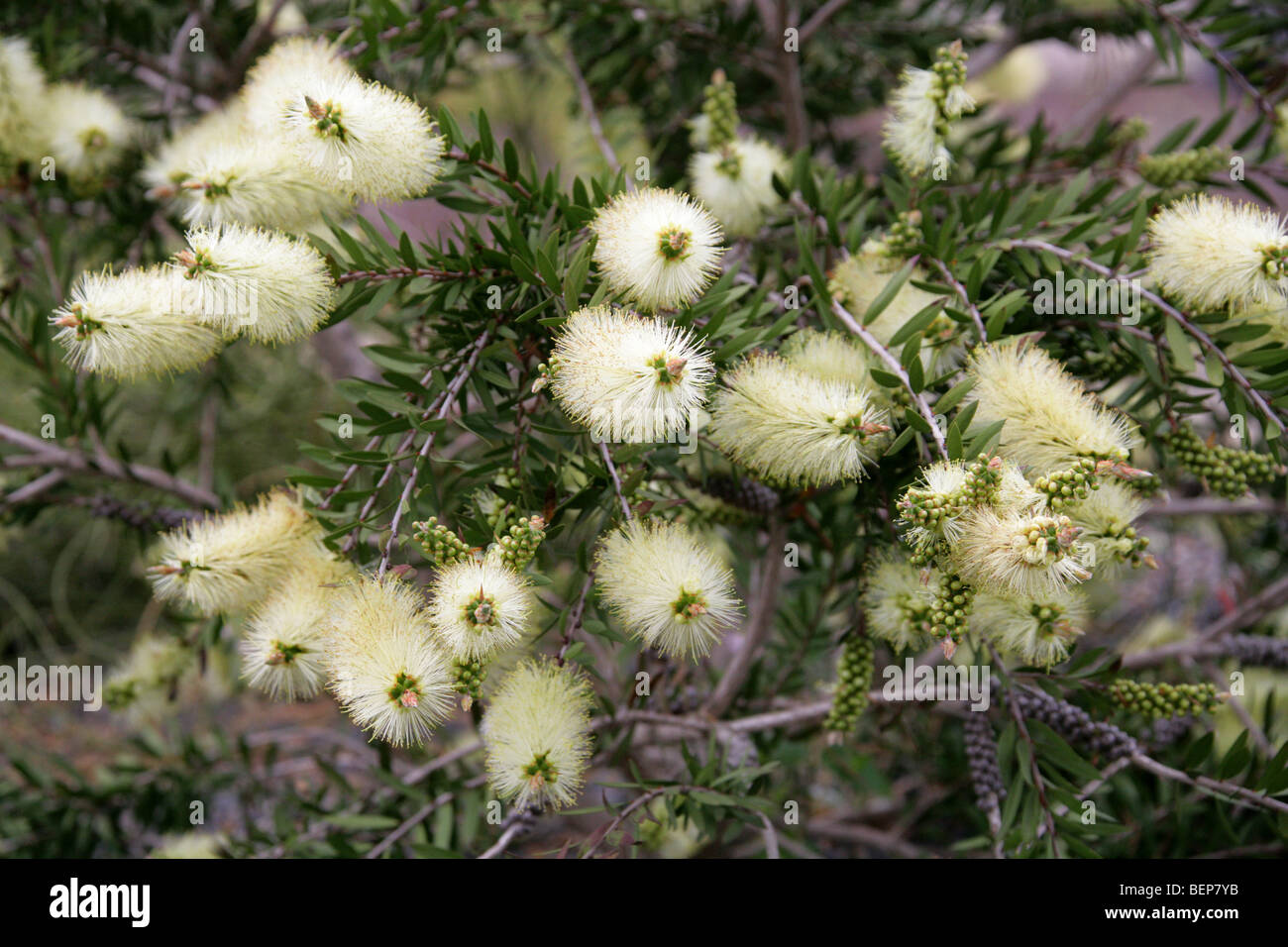 Bottlebrush, Zylinderputzer Viridiflorus, Myrtaceae, Tasmanien, Australien Stockfoto