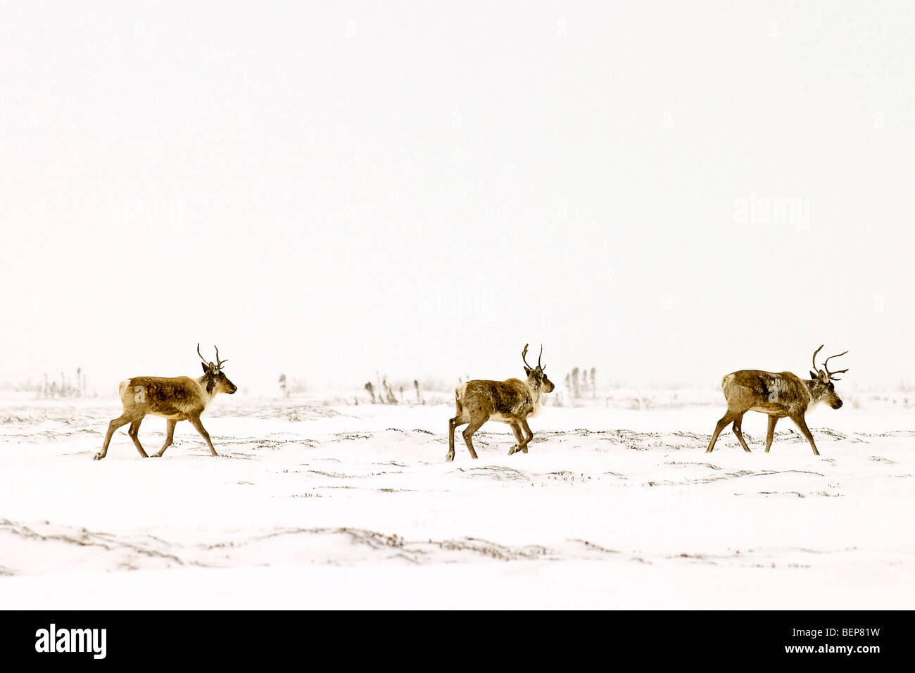 Caribou in Tundra bei leichtem Schneefall, der die Szene macht sehen aus wie ein Aquarell. Stockfoto