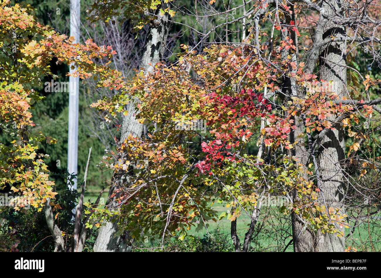 Herbst Blätter von verschiedenen Baumarten. Rot-Gold gelbe Laub ändern. Stockfoto