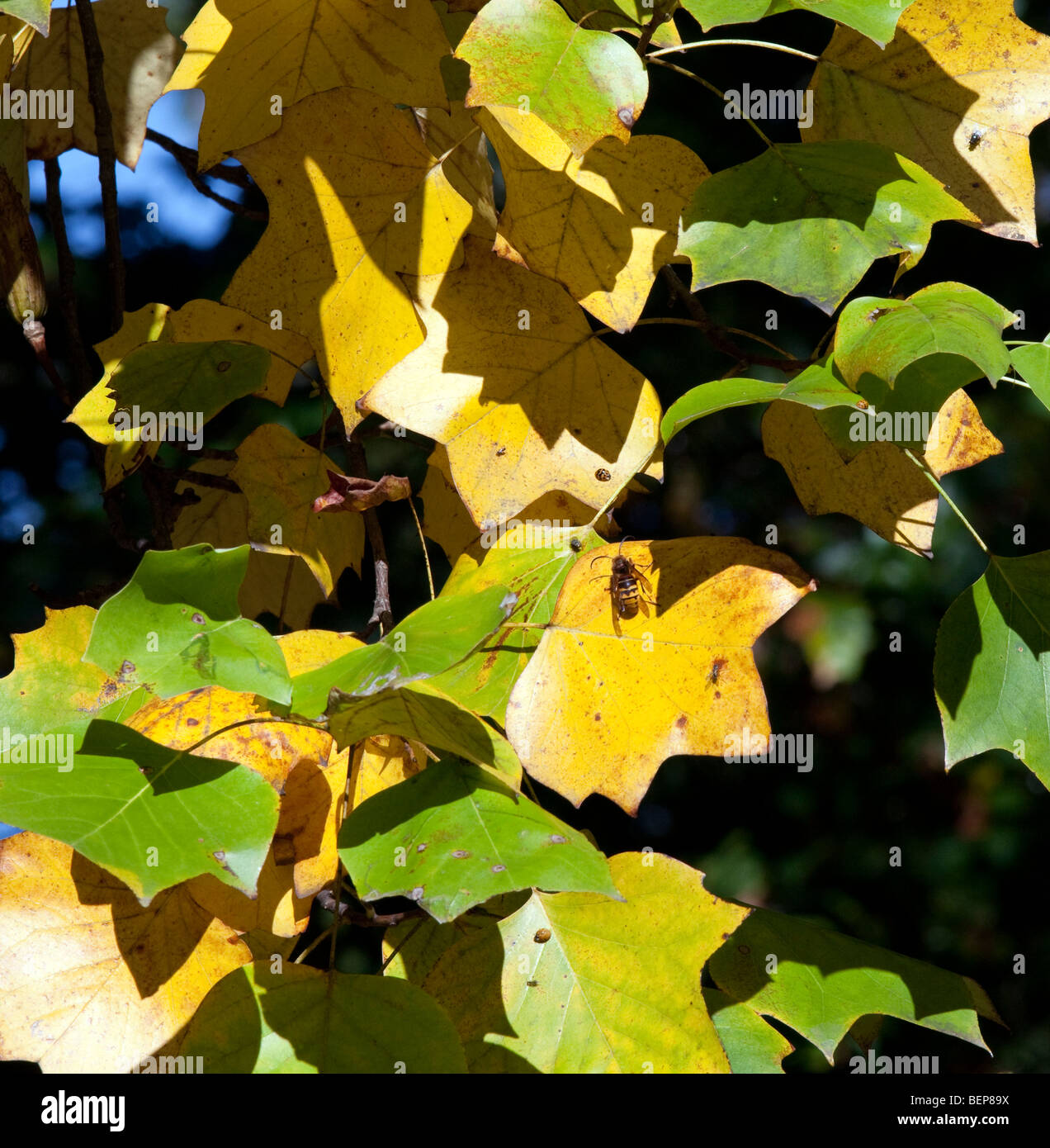 Gelbe und grüne Herbstlaub Hause zu vielen Insekten Marienkäfer fliegen und Bienen. Stockfoto