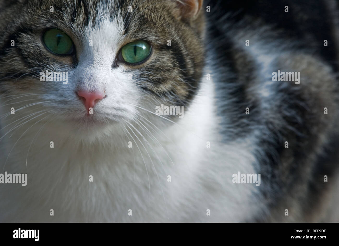 Nahaufnahme der Hauskatze (Felis Catus) Stockfoto