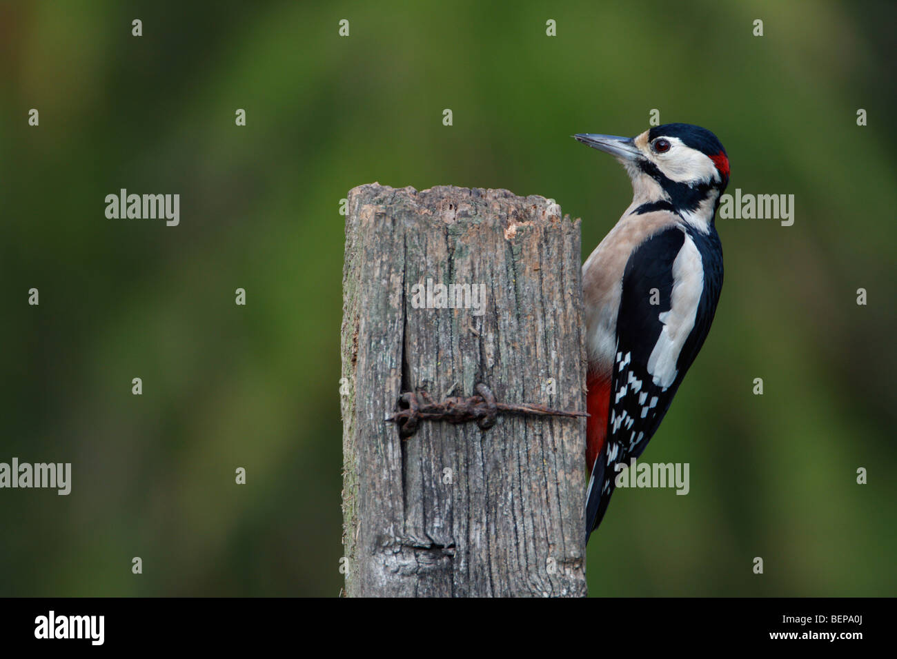 Buntspecht Dendrocopos großen Stockfoto