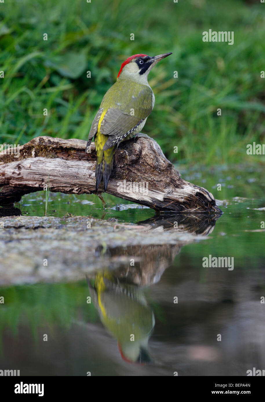 Grün Specht Picus viridis Stockfoto