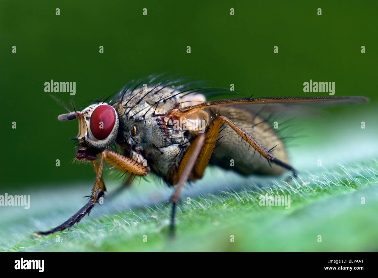 Fleisch-Fly (Sarcophagidae)-Porträt Stockfoto