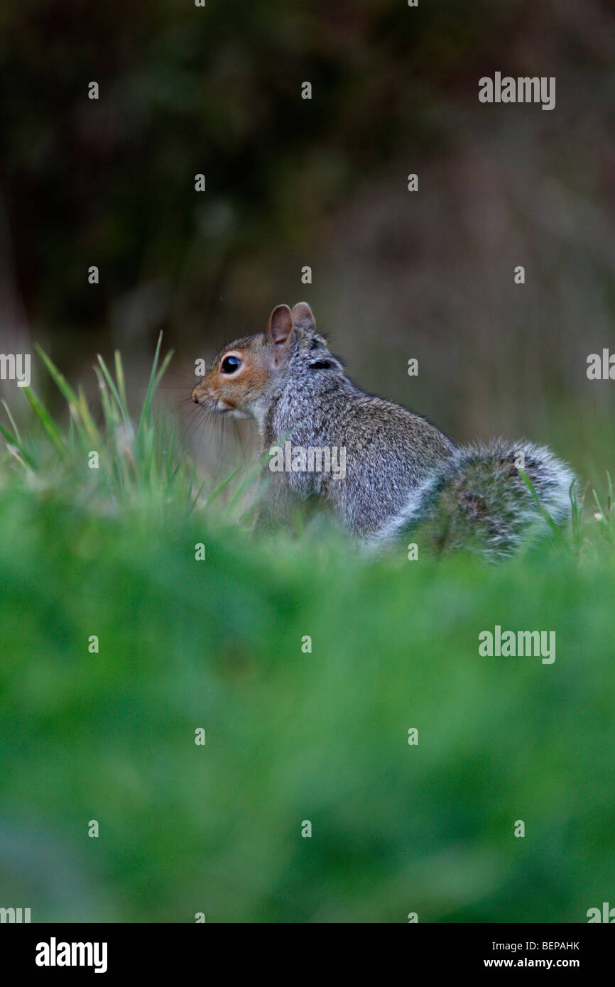 Graue Eichhörnchen Sciurus Carolinensis grau Stockfoto