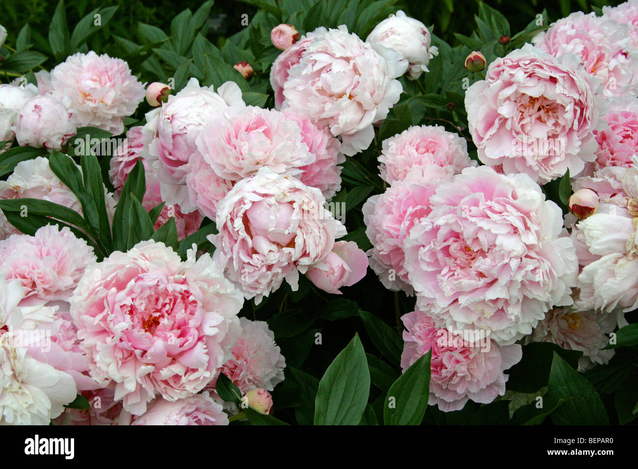 Chinesische Pfingstrose, gemeinsame oder Garten-Pfingstrose, krautige oder weiße Pfingstrose, Paeonia Lactiflora 'Sarah Bernhardt' Paeoniaceae Stockfoto