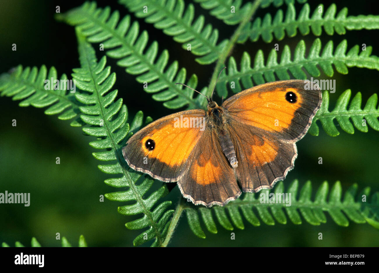 Gatekeeper / Hedge-braunen Schmetterling (Pyronia Tithonus) auf Farn, Belgien Stockfoto